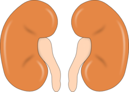 Kidney Reins