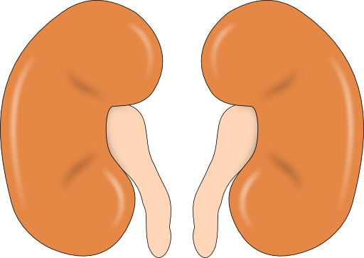 Kidney Reins