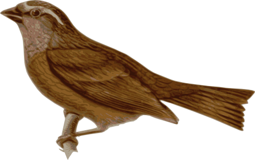 Carpodacus Edwardsii