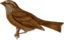 Carpodacus Edwardsii