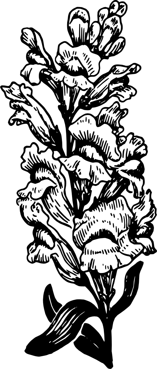 Snapdragon