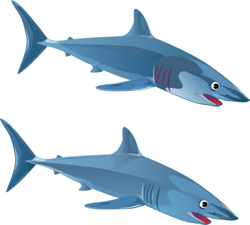 Blue Shark