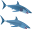 Blue Shark