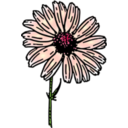 Colored Daisy 2