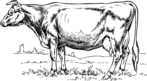 Cow