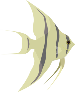 Angelfish