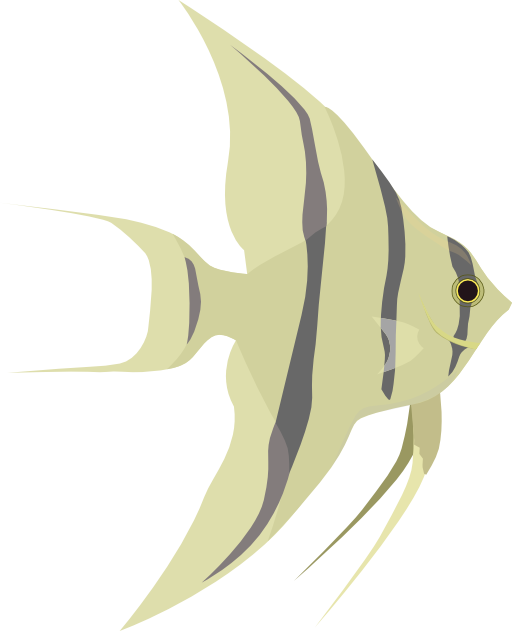 Angelfish