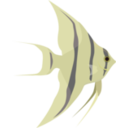 Angelfish