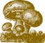 Mushrooms