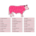 download Tagli Bovini Beef Cuts clipart image with 315 hue color