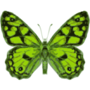 download Butterfly clipart image with 45 hue color