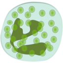 download Neutrophil clipart image with 180 hue color