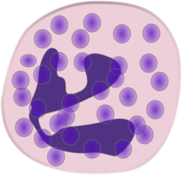 Neutrophil