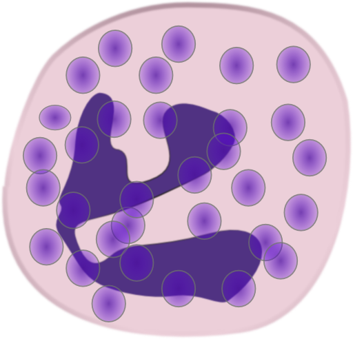 Neutrophil