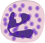 Neutrophil