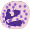 Neutrophil