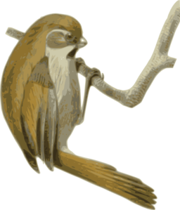 Paradoxornis Verreauxi