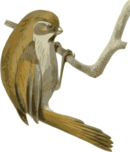 Paradoxornis Verreauxi