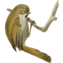 Paradoxornis Verreauxi