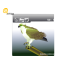 download Osprey clipart image with 45 hue color