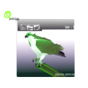 download Osprey clipart image with 90 hue color
