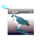 download Osprey clipart image with 180 hue color