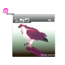 download Osprey clipart image with 315 hue color