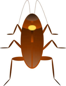 Cockroach Cucaracha