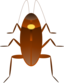 Cockroach Cucaracha