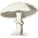 download Mushroom clipart image with 0 hue color