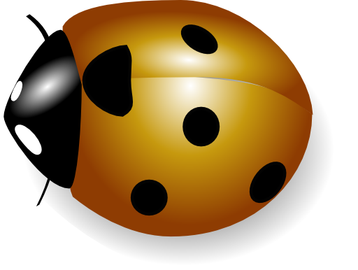 Coccinelle