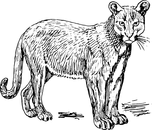 Puma
