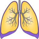 download Polmoni Lungs clipart image with 45 hue color
