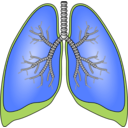 download Polmoni Lungs clipart image with 225 hue color