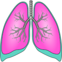 download Polmoni Lungs clipart image with 315 hue color