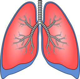 Polmoni Lungs