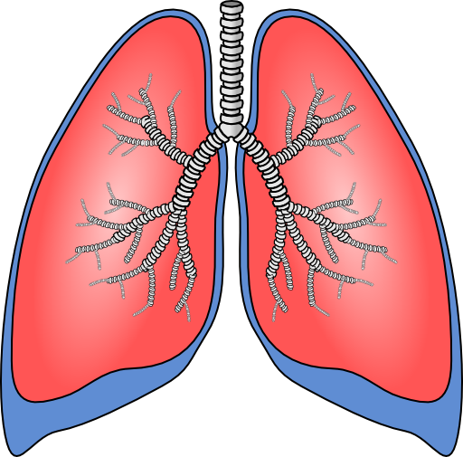 Polmoni Lungs