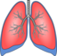 Polmoni Lungs