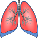 Polmoni Lungs