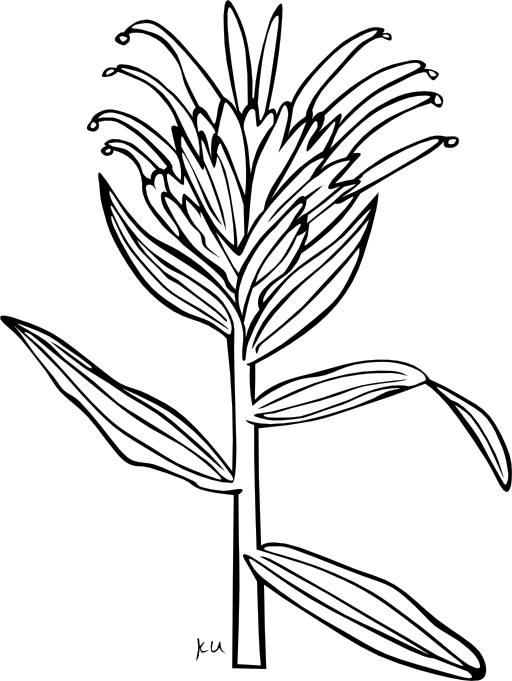 Ku Castilleja Miniata