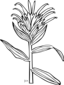 Ku Castilleja Miniata