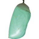 Chrysalis D Plexippus