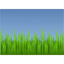 Grass