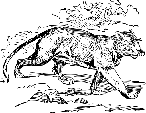 Puma