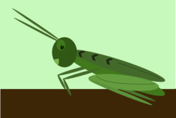 Grasshopper