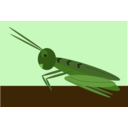 Grasshopper