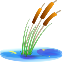 Reed