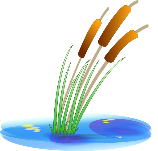 Reed