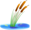 Reed