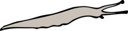 Limace